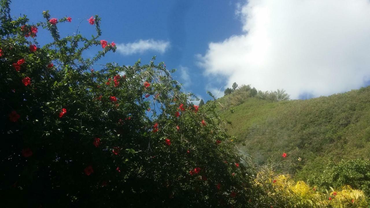 Location " La Pirogue " Maison D'Hotes A Moorea Haapiti エクステリア 写真